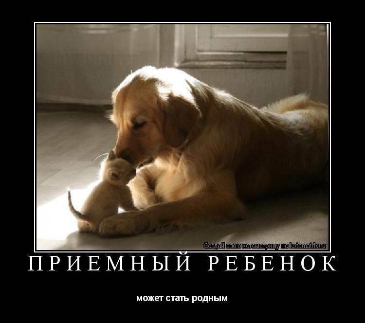 Приемный ребёнок может стать родным... Котоматрица: Приемный ребёнок может стать родным