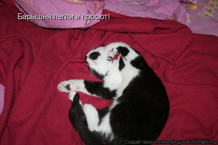 Барышня легли и просют!... Котоматрица: Барышня легли и просют!