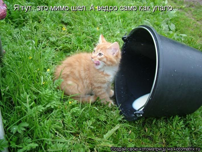 Я тут...это мимо шел..А ведро само как упало..... Котоматрица: Я тут...это мимо шел..А ведро само как упало..