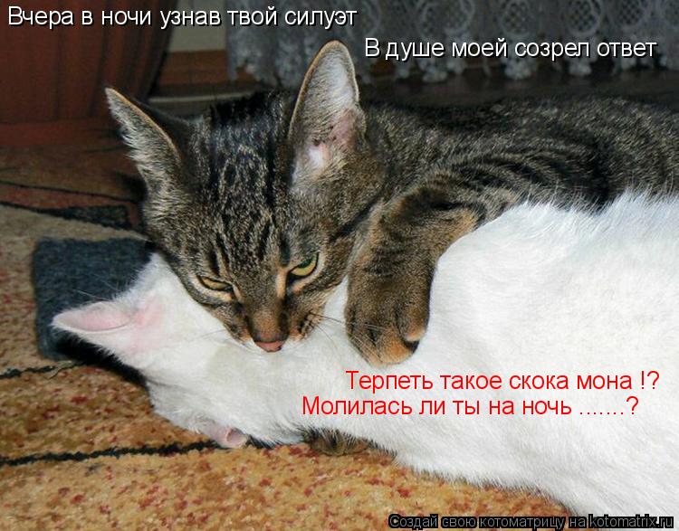 Вчера в ночи узнав твой силуэт В душе моей созрел ответ Терпеть такое скока мона !? Молилась ли ты на... Котоматрица: Вчера в ночи узнав твой силуэт В душе моей созрел ответ Терпеть такое скока мона !? Молилась ли ты на ночь .......?