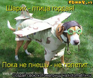 Шарик - птица гордая! Пока не пнешь - не полетит...... Котоматрица: Шарик - птица гордая! Пока не пнешь - не полетит...