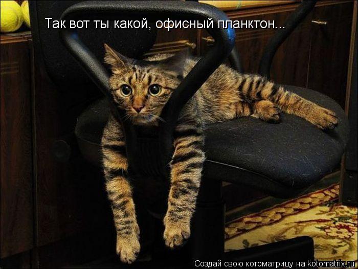 Так вот ты какой, офисный планктон...... Котоматрица: Так вот ты какой, офисный планктон...