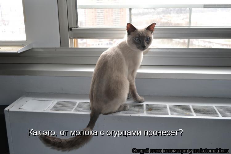 Как это, от молока с огурцами пронесет?... Котоматрица: Как это, от молока с огурцами пронесет?