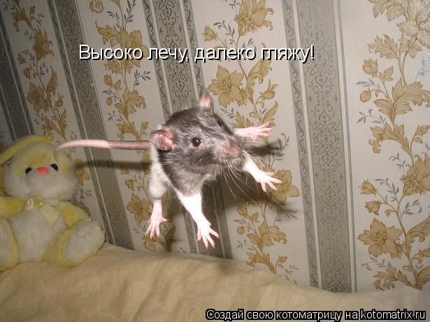 Высоко лечу, далеко гляжу!... Котоматрица: Высоко лечу, далеко гляжу!