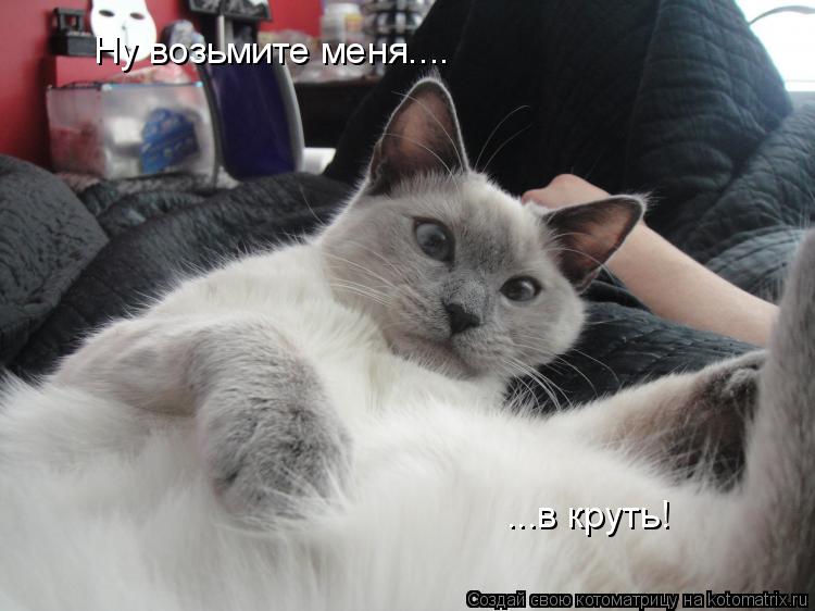Ну возьмите меня.... ...в круть!... Котоматрица: Ну возьмите меня.... ...в круть!