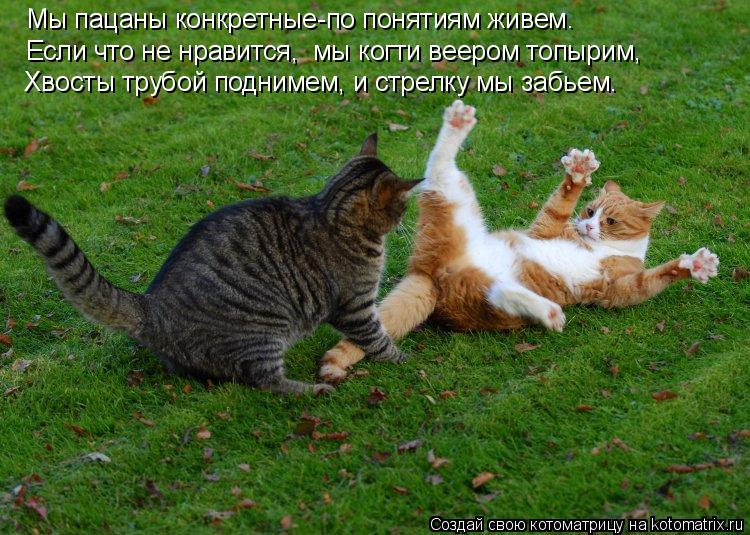 Мы пацаны крнкретные-по понятиям живеь Мы пацаны конкретные-по понятиям живем. Если что не нравится, ... Котоматрица: Мы пацаны крнкретные-по понятиям живеь Мы пацаны конкретные-по понятиям живем. Если что не нравится, мы когти веером топырим, Хвосты трубой