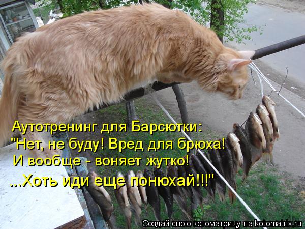 Аутотренинг для Барсютки: "Нет, не буду! Вред для брюха! И вообще - воняет жутко! ...Хоть иди еще пон... Котоматрица: Аутотренинг для Барсютки: "Нет, не буду! Вред для брюха! И вообще - воняет жутко! ...Хоть иди еще понюхай!!!"