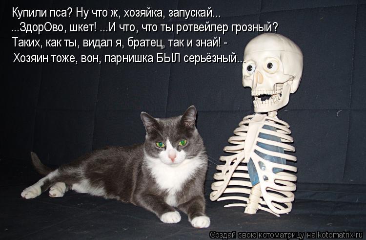 Купили пса? Ну что ж, хозяйка, запускай... ...ЗдорОво, шкет! ...И что, что ты ротвейлер грозный? Таки... Котоматрица: Купили пса? Ну что ж, хозяйка, запускай... ...ЗдорОво, шкет! ...И что, что ты ротвейлер грозный? Таких, как ты, видал я, братец, так и знай! - Хозяин
