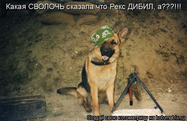 Какая СВОЛОЧЬ сказала что Рекс ДИБИЛ, а???!!!... Котоматрица: Какая СВОЛОЧЬ сказала что Рекс ДИБИЛ, а???!!!