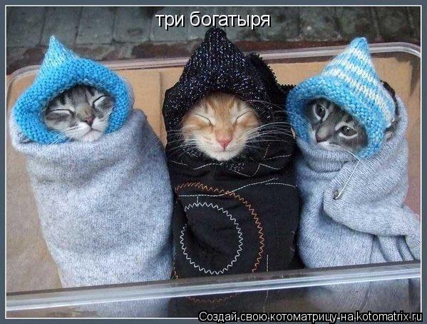 три богатыря... Котоматрица: три богатыря