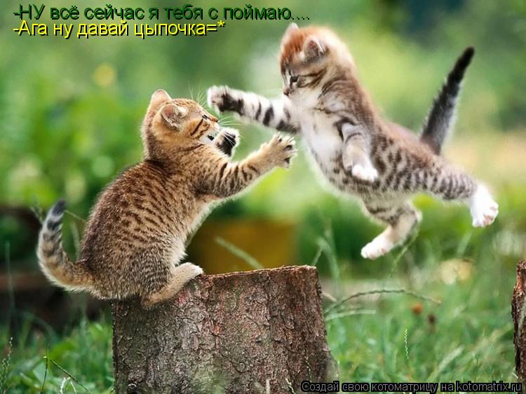 -НУ всё сейчас я тебя с поймаю.... -Ага ну давай цыпочка=*... Котоматрица: -НУ всё сейчас я тебя с поймаю.... -Ага ну давай цыпочка=*