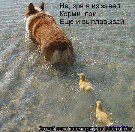 Не, зря я из завёл... Корми, пои... Еще и выплавывай...... Котоматрица: Не, зря я из завёл... Корми, пои... Еще и выплавывай...