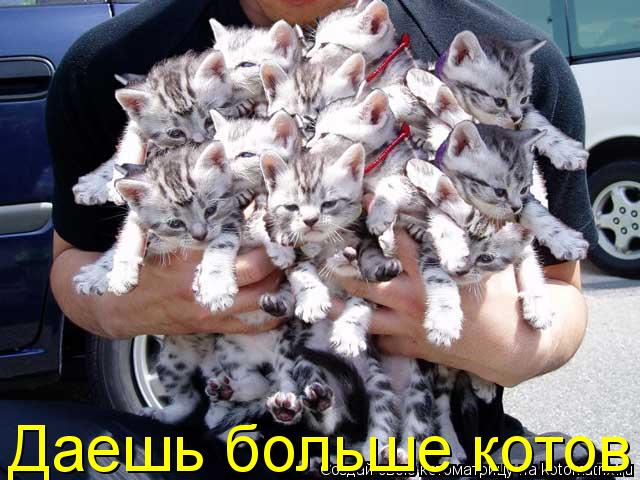 Даешь больше котов... Котоматрица: Даешь больше котов