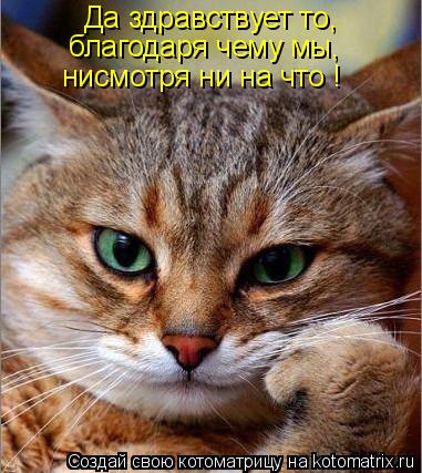 Да здравствует то, благодаря чему мы, нисмотря ни на что !... Котоматрица: Да здравствует то, благодаря чему мы, нисмотря ни на что !