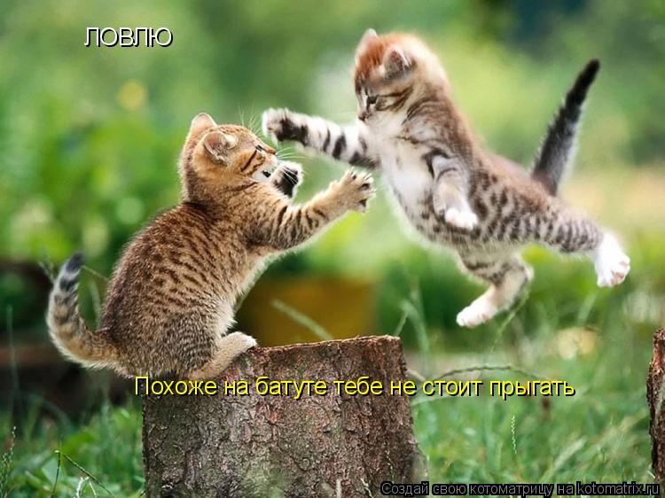 ЛОВЛЮ Похоже на батуте тебе не стоит прыгать... Котоматрица: ЛОВЛЮ Похоже на батуте тебе не стоит прыгать