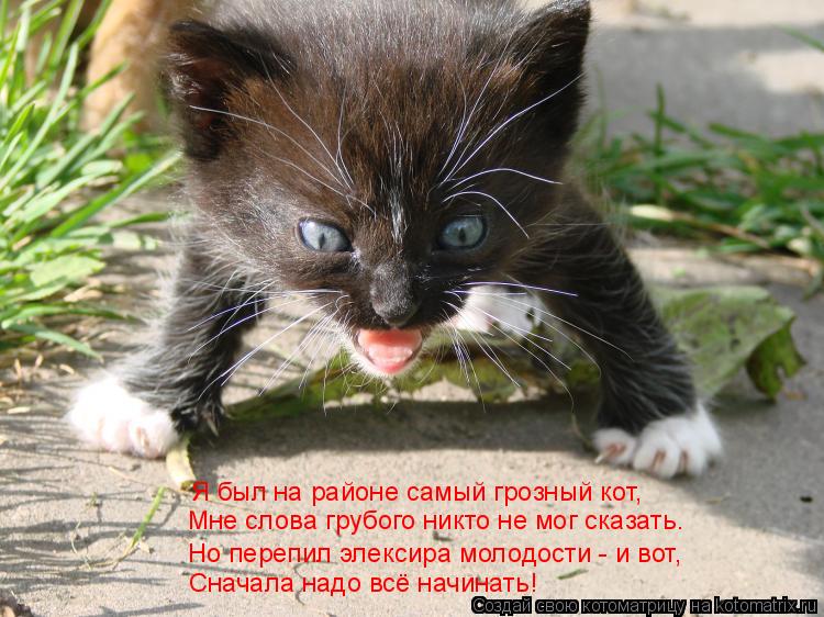 Я был на районе самый грозный кот, Мне слова грубого никто не мог сказать. Но перепил элексира молодо... Котоматрица: Я был на районе самый грозный кот, Мне слова грубого никто не мог сказать. Но перепил элексира молодости - и вот, Сначала надо всё начинать!