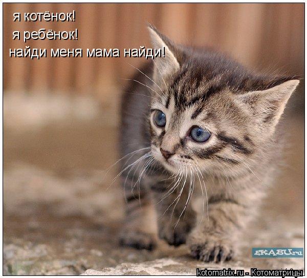 я котёнок! я ребёнок! найди меня мама найди!... Котоматрица: я котёнок! я ребёнок! найди меня мама найди!