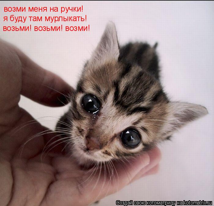 возми меня на ручки! я буду там мурлыкать! возьми! возьми! возми!... Котоматрица: возми меня на ручки! я буду там мурлыкать! возьми! возьми! возми!