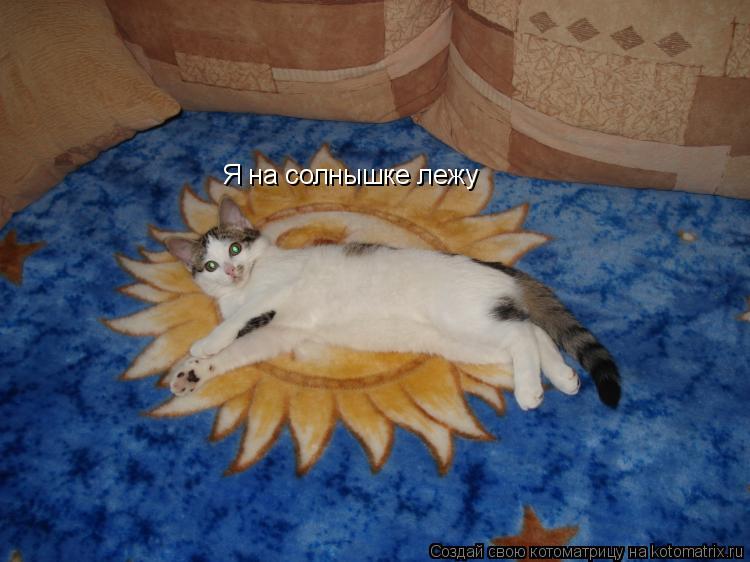 Я на солнышке лежу... Котоматрица: Я на солнышке лежу