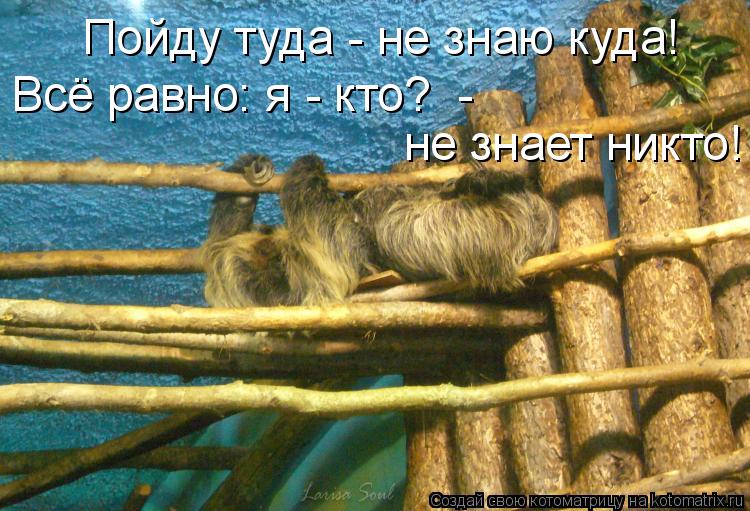 Всё равно: я - кто? - не знает никто! Пойду туда - не знаю куда!... Котоматрица: Всё равно: я - кто? - не знает никто! Пойду туда - не знаю куда!