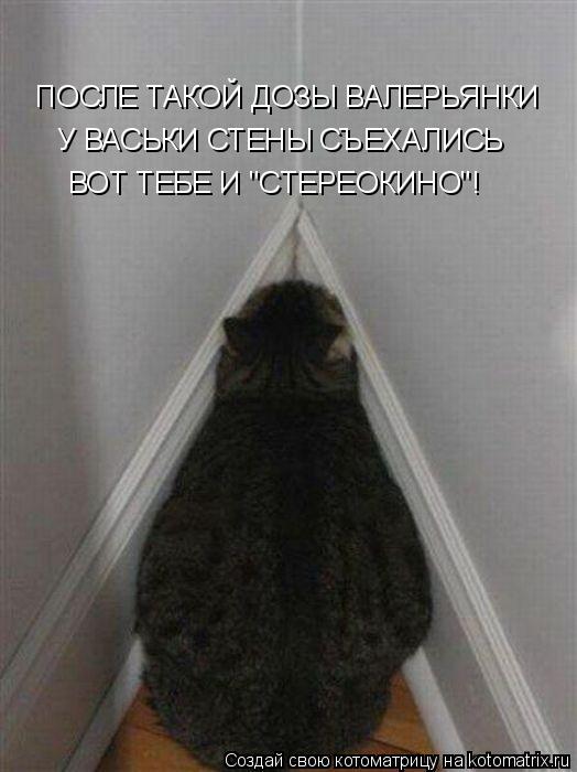 ПОСЛЕ ТАКОЙ ДОЗЫ ВАЛЕРЬЯНКИ У ВАСЬКИ СТЕНЫ СЪЕХАЛИСЬ ВОТ ТЕБЕ И "СТЕРЕОКИНО"!... Котоматрица: ПОСЛЕ ТАКОЙ ДОЗЫ ВАЛЕРЬЯНКИ У ВАСЬКИ СТЕНЫ СЪЕХАЛИСЬ ВОТ ТЕБЕ И "СТЕРЕОКИНО"!