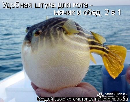 Удобная штука для кота - мячик и обед, 2 в 1... Котоматрица: Удобная штука для кота - мячик и обед, 2 в 1
