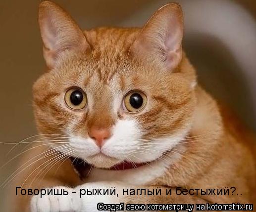 Говоришь - рыжий, наглый и бестыжий?..... Котоматрица: Говоришь - рыжий, наглый и бестыжий?..
