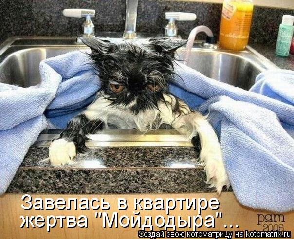 жертва "Мойдодыра"... Завелась в квартире... Котоматрица: жертва "Мойдодыра"... Завелась в квартире