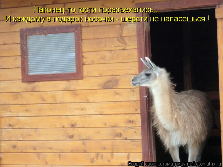 Наконец-то гости поразъехались... И каждому в подарок носочки - шерсти не напасешься !... Котоматрица: Наконец-то гости поразъехались... И каждому в подарок носочки - шерсти не напасешься !