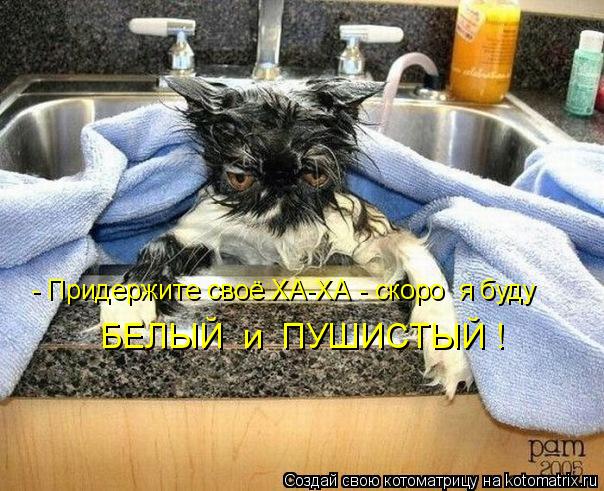 - Придержите своё ХА-ХА - скоро я буду БЕЛЫЙ и ПУШИСТЫЙ !... Котоматрица: - Придержите своё ХА-ХА - скоро я буду БЕЛЫЙ и ПУШИСТЫЙ !