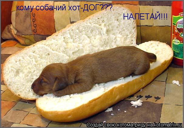 кому собачий хот-ДОГ??? НАЛЕТАЙ!!!... Котоматрица: кому собачий хот-ДОГ??? НАЛЕТАЙ!!!