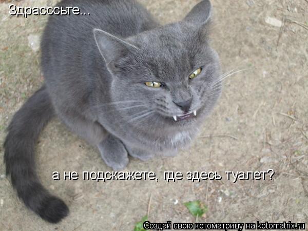 Здрасссьте... а не подскажете, где здесь туалет?... Котоматрица: Здрасссьте... а не подскажете, где здесь туалет?