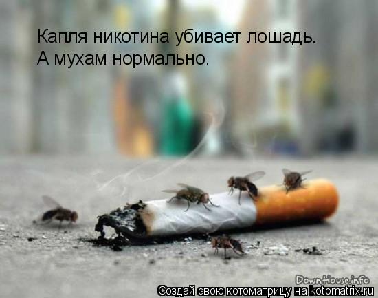 Капля никотина убивает лошадь. А мухам нормально.... Котоматрица: Капля никотина убивает лошадь. А мухам нормально.