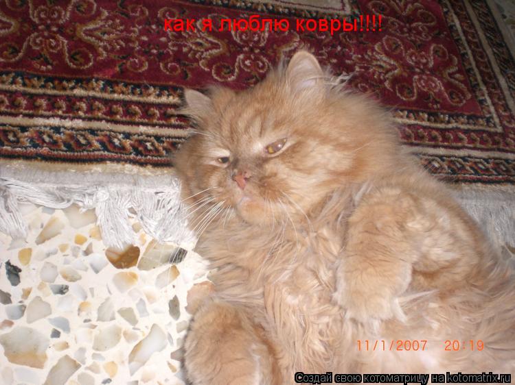 как я люблю ковры!!!!... Котоматрица: как я люблю ковры!!!!