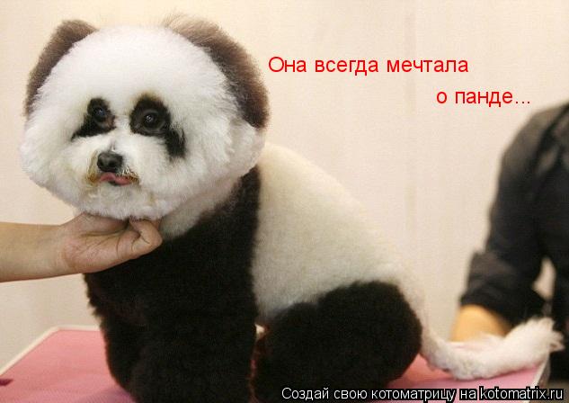 Она всегда мечтала о панде...... Котоматрица: Она всегда мечтала о панде...