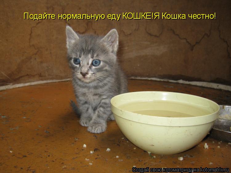 Подайте нормальную еду КОШКЕ!Я Кошка честно!... Котоматрица: Подайте нормальную еду КОШКЕ!Я Кошка честно!