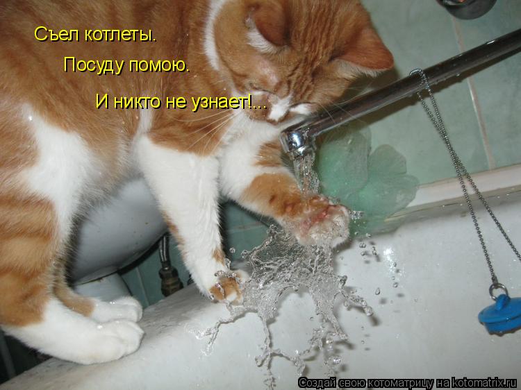 Съел котлеты. Посуду помою. И никто не узнает!... И никто не узнает!...... Котоматрица: Съел котлеты. Посуду помою. И никто не узнает!... И никто не узнает!...