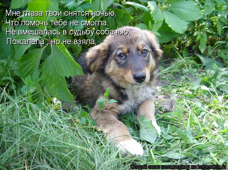 Мне глаза твои снятся ночью, Что помочь тебе не смогла… Не вмешалась в судьбу собачью, Пожалела…, но... Котоматрица: Мне глаза твои снятся ночью, Что помочь тебе не смогла… Не вмешалась в судьбу собачью, Пожалела…, но не взяла.