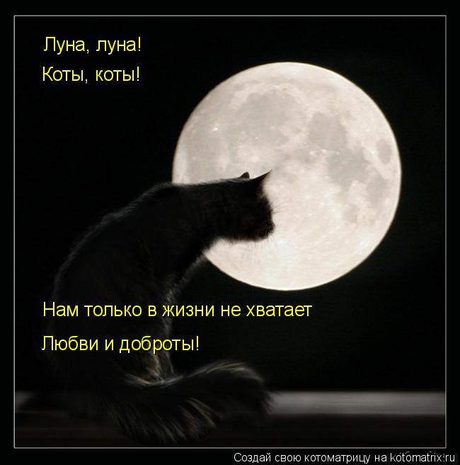 Луна, луна! Коты, коты! Нам только в жизни не хватает Любви и доброты!... Котоматрица: Луна, луна! Коты, коты! Нам только в жизни не хватает Любви и доброты!