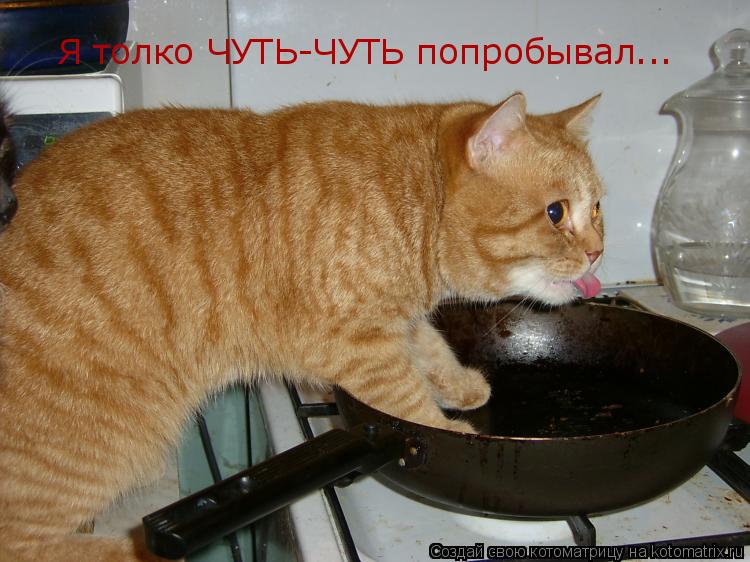 Я толко ЧУТЬ-ЧУТЬ попробывал...... Котоматрица: Я толко ЧУТЬ-ЧУТЬ попробывал...