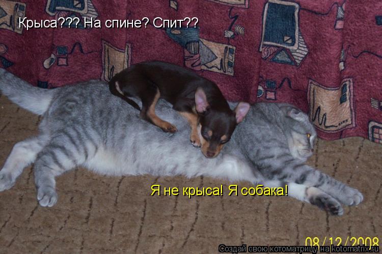 Крыса??? На спине? Спит?? Я не крыса! Я собака!... Котоматрица: Крыса??? На спине? Спит?? Я не крыса! Я собака!