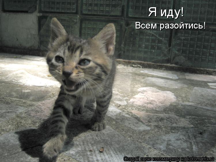 Я иду! Всем разойтись!... Котоматрица: Я иду! Всем разойтись!