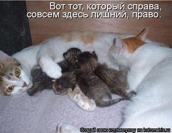 Вот тот, который справа, совсем здесь лишний, право.... Котоматрица: Вот тот, который справа, совсем здесь лишний, право.