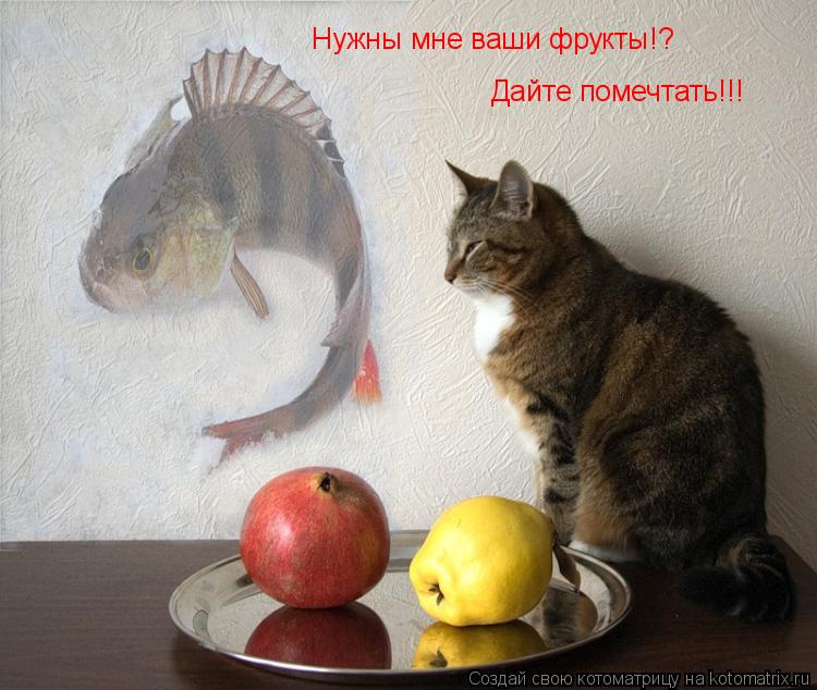 Нужны мне ваши фрукты!? Дайте помечтать!!!... Котоматрица: Нужны мне ваши фрукты!? Дайте помечтать!!!
