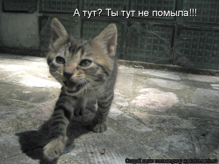 А тут? Ты тут не помыла!!!... Котоматрица: А тут? Ты тут не помыла!!!