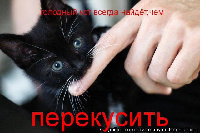 голодный кот всегда найдёт,чем перекусить... Котоматрица: голодный кот всегда найдёт,чем перекусить