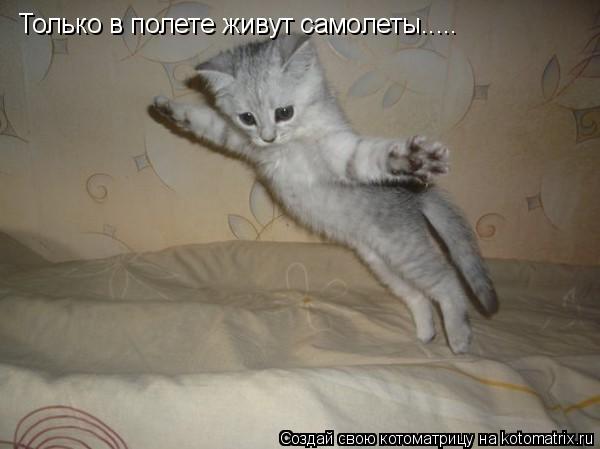 Только в полете живут самолеты........ Котоматрица: Только в полете живут самолеты.....