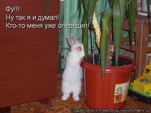 Фу!!! Ну так я и думал! Кто-то меня уже опередил!... Котоматрица: Фу!!! Ну так я и думал! Кто-то меня уже опередил!