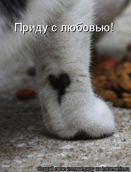 Приду с любовью!... Котоматрица: Приду с любовью!
