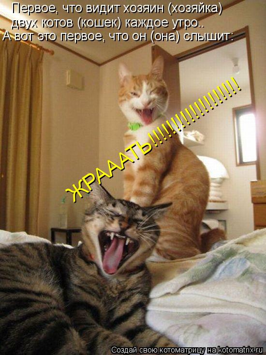 Первое, что видит хозяин (хозяйка) двух котов (кошек) каждое утро.. А вот это первое, что он (она) сл... Котоматрица: Первое, что видит хозяин (хозяйка) двух котов (кошек) каждое утро.. А вот это первое, что он (она) слышит: ЖРАААТЬ!!!!!!!!!!!!!!!!!!! ЖРАААТЬ!!!!!!!!!